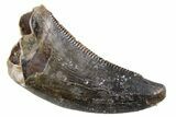 Serrated, Dromaeosaurid Theropod (Acheroraptor?) Tooth - Montana #357009-1